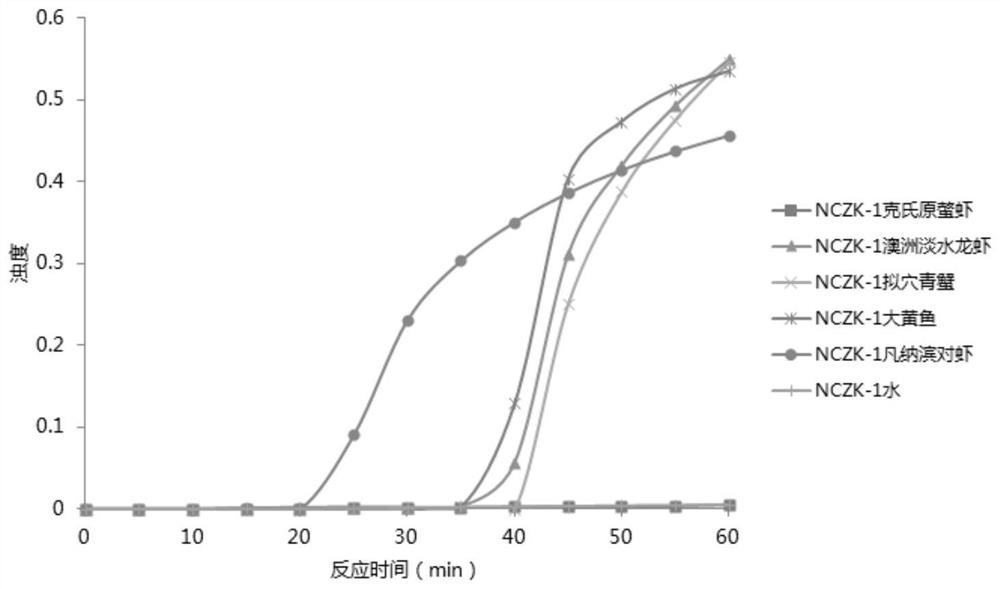 Shrimp health system visual rapid detection kit based on LAMP technology