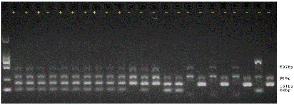 Primer, kit and method for quickly detecting HLA-B*5801 allele