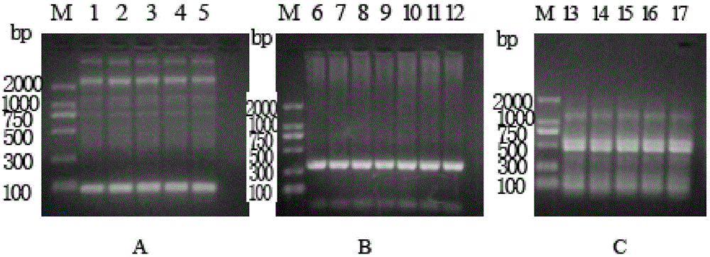 Diazepam lipocalin imitating antibody