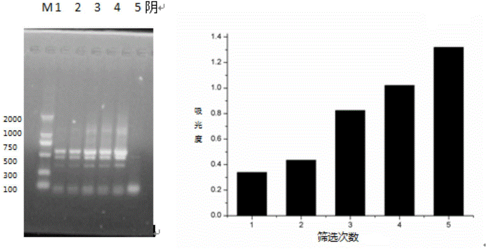 Diazepam lipocalin imitating antibody