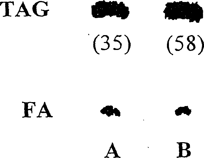 Use of a class of enzymes and their encoding genes to increase the oil content in transgenic organisms