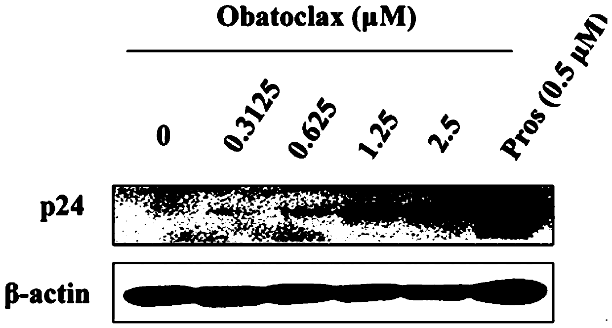 Application of Obatoclax in preparation of HIV-1 latent infection reversal agent