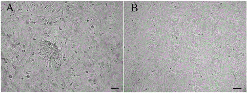 Spleen mesenchymal stem cell with immune adjustment function, preparation method of cell and application of cell