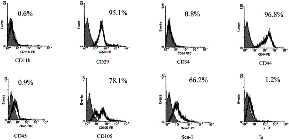 Spleen mesenchymal stem cell with immune adjustment function, preparation method of cell and application of cell