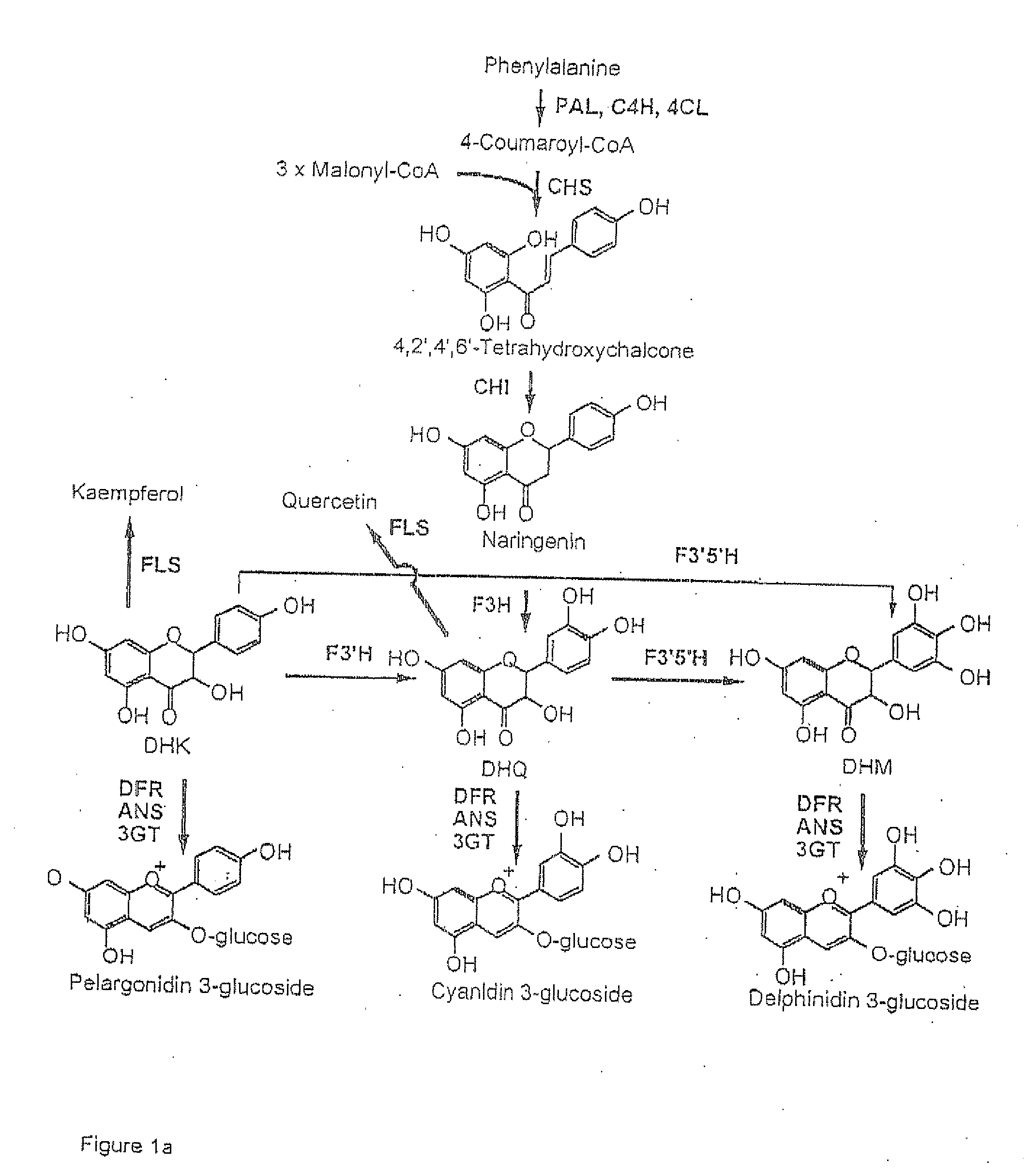 Flavonoid 3',5' hydroxylase gene sequences and uses therefor