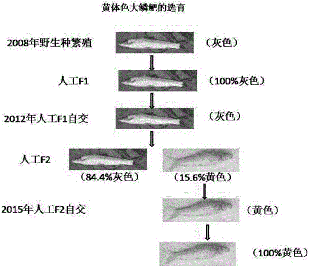 Fingerling-preparing method for pure-line yellow barbus capito