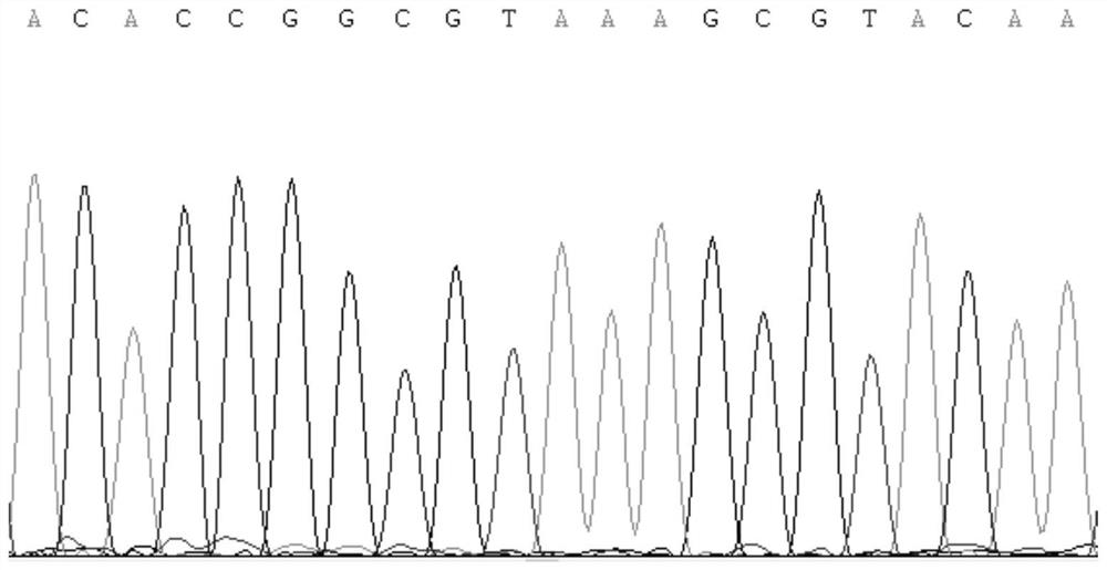 Kit and method for identifying Gansu zokor (E.cansus)