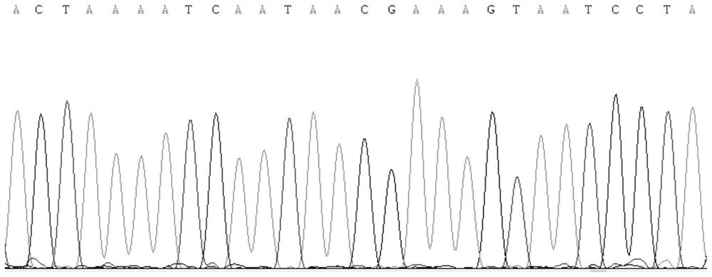 Kit and method for identifying Gansu zokor (E.cansus)