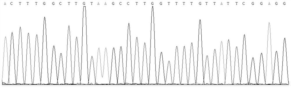 Kit and method for identifying Gansu zokor (E.cansus)