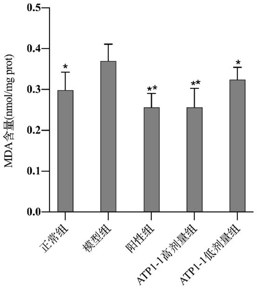 Lipid-lowering composition containing acanthopanax trifoliatus neutral polysaccharide ATP1-1 and preparation method of lipid-lowering composition