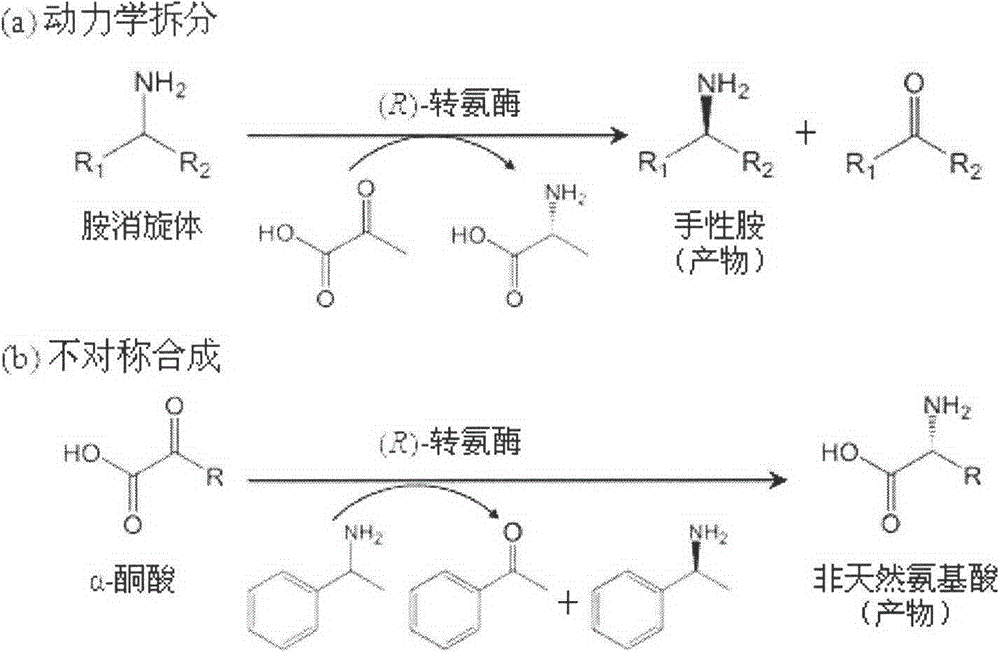 New (R)-transaminase from Fusarium oxysporum and application thereof