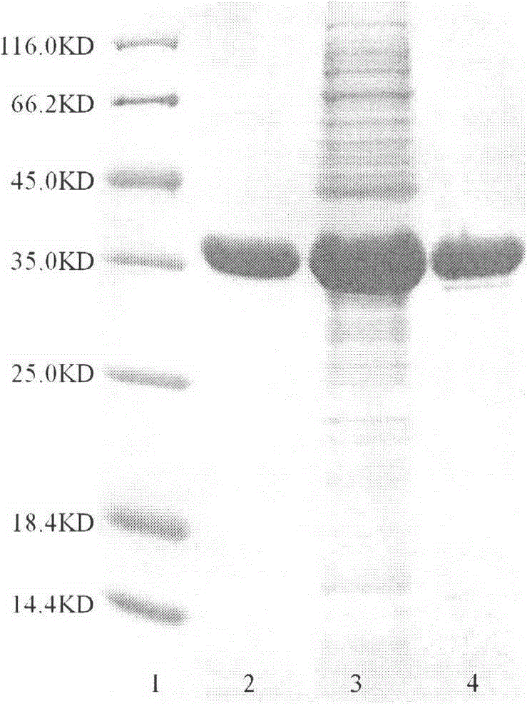 New (R)-transaminase from Fusarium oxysporum and application thereof