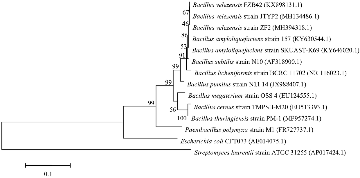 Bacillus velezensis ZF2 and application thereof to control of plant diseases