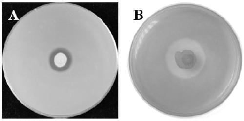 Bacillus velezensis ZF2 and application thereof to control of plant diseases