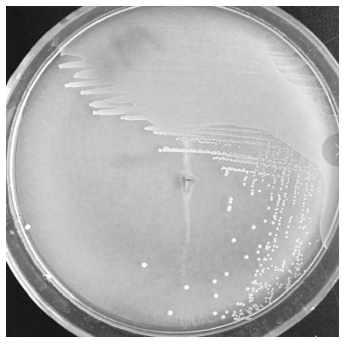 A strain of Pediococcus lactis hew-ap27 and its application