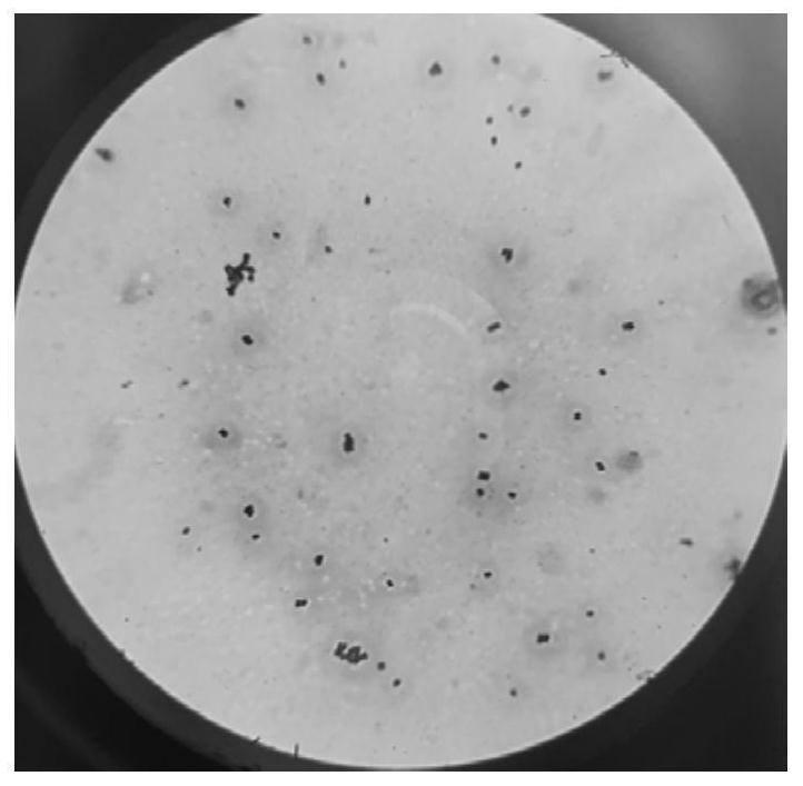 A strain of Pediococcus lactis hew-ap27 and its application