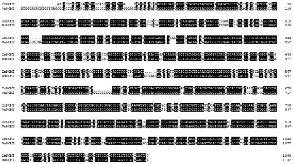 Corn naringenin methyltransferase gene ZmNOMT and application thereof in plant broad-spectrum disease resistance