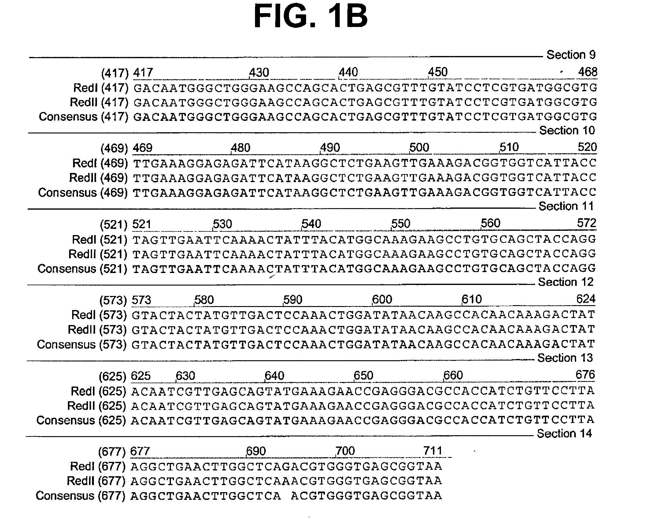 Fluorescent proteins from aquatic species