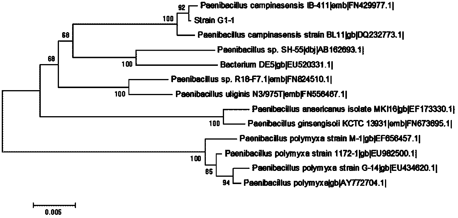 High-yield strain of high temperature resistant 1,4-beta-D-xylanase, method for producing high temperature resistant 1,4-beta-D-xylanase through fermentation of high-yield strain, and high temperature resistant 1,4-beta-D-xylanase