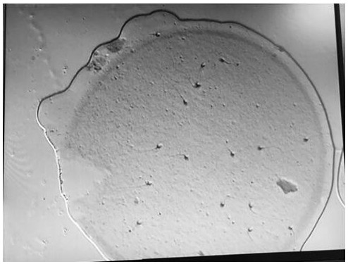 Sperm counting method in egg zona pellucida binding test