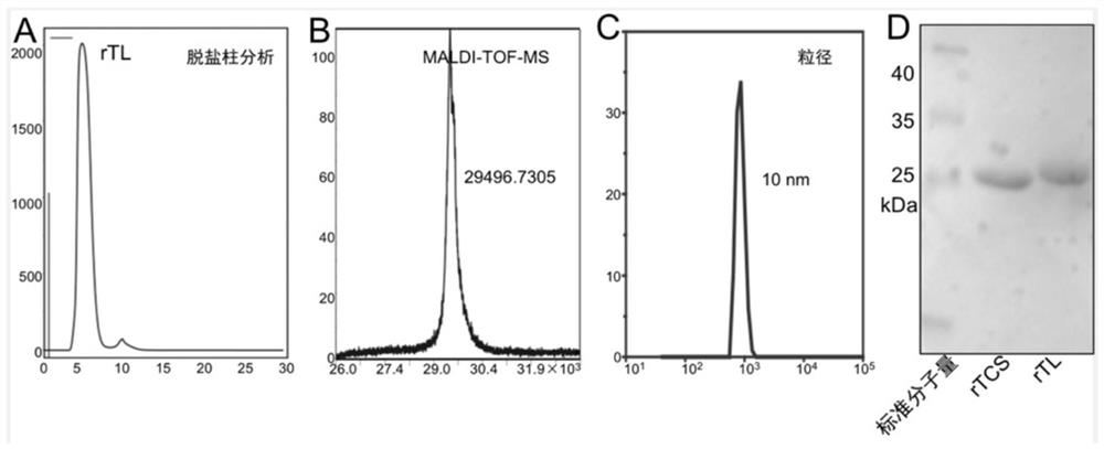 Cationic liposome vaccine as well as preparation method and application thereof