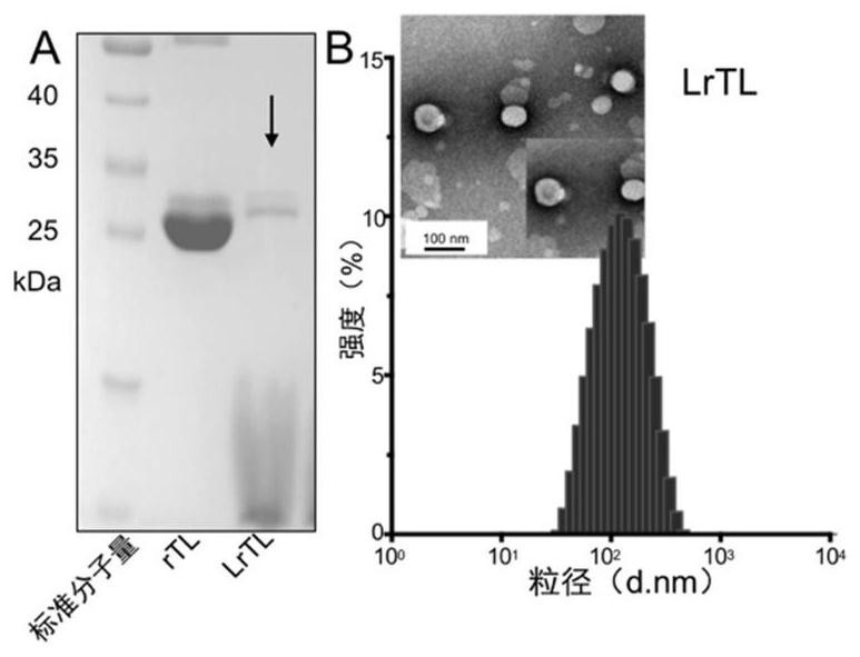 Cationic liposome vaccine as well as preparation method and application thereof