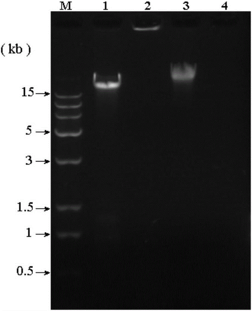 Toxic Microcystis cracking cyanophage and separation method and application thereof