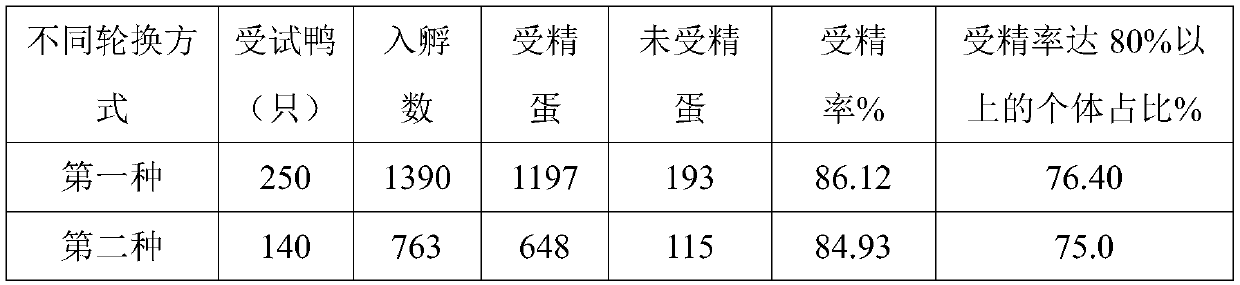 Method for improving reproductive performance of caged small-medium-sized meat breeding ducks