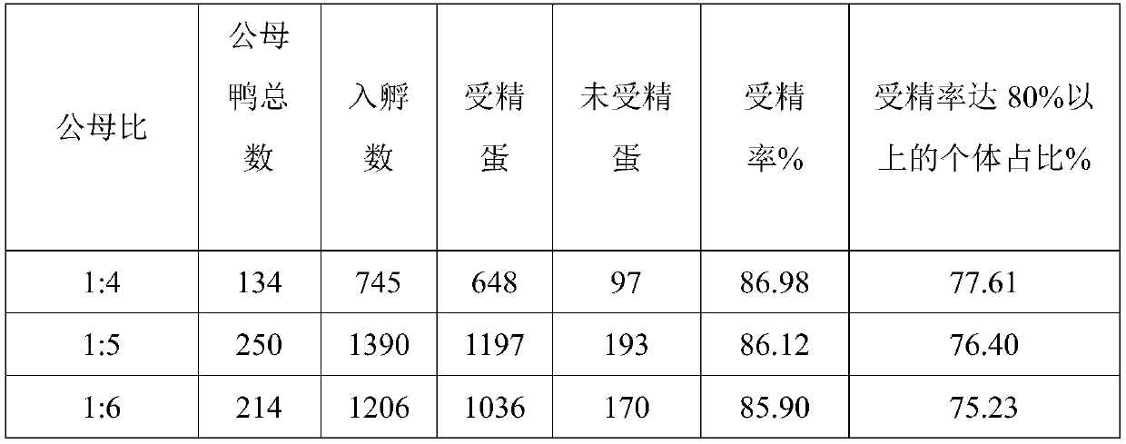 Method for improving reproductive performance of caged small-medium-sized meat breeding ducks