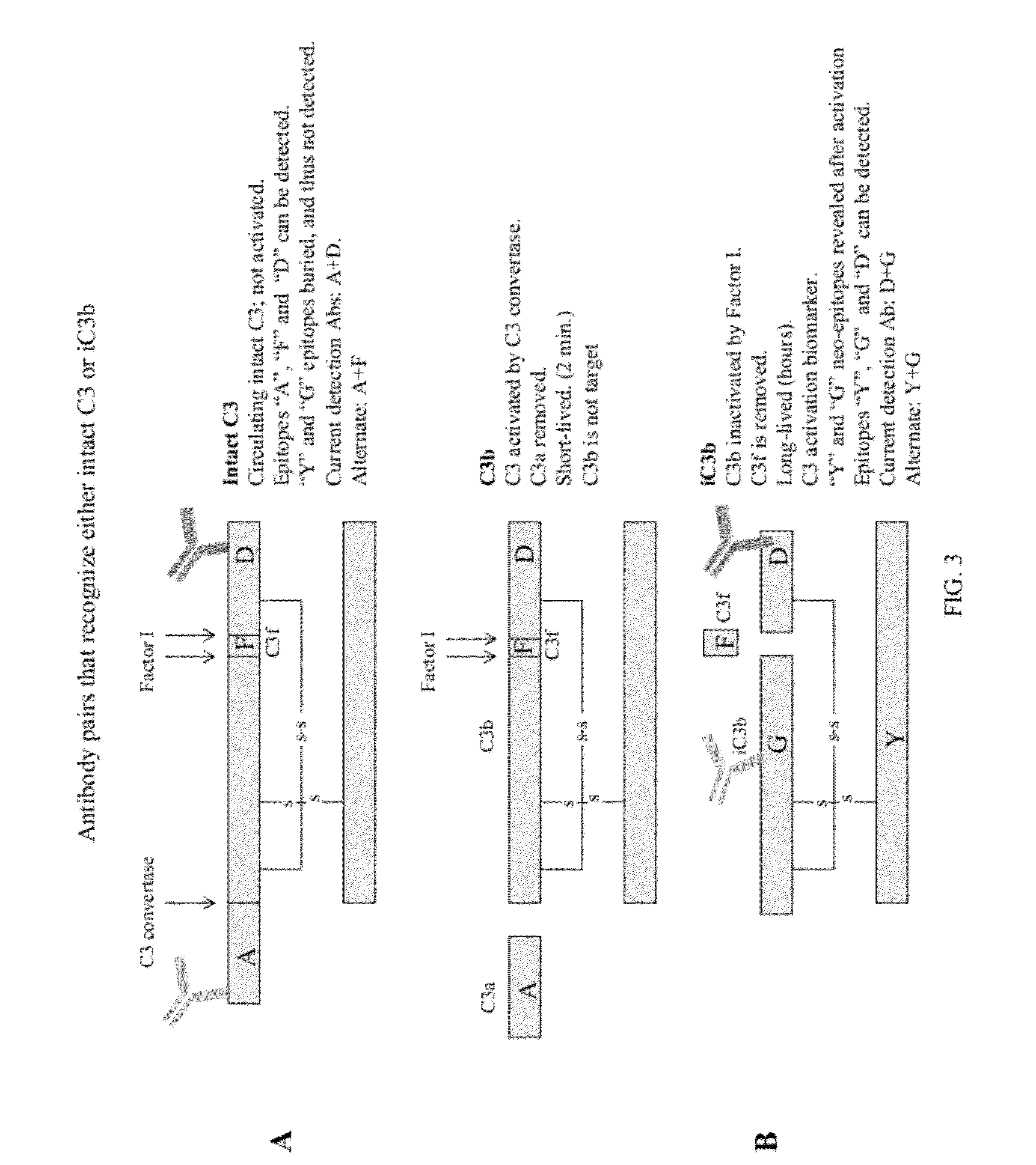 Detecting complement activation