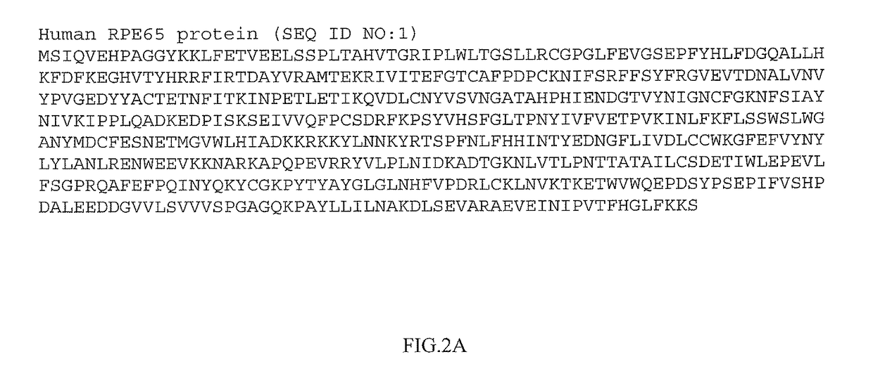 High isomerohydrolase activity mutants of mammalian rpe65