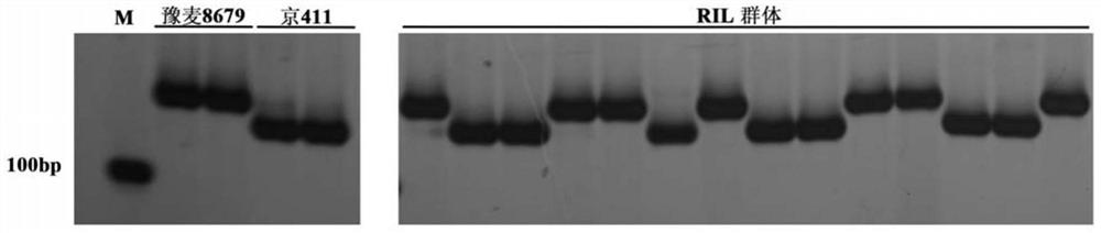 A Molecular Marker Tightly Linked to the Main Effect QTL of Wheat Plant Height Trait and Its Application