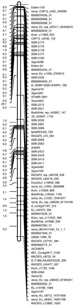 A Molecular Marker Tightly Linked to the Main Effect QTL of Wheat Plant Height Trait and Its Application