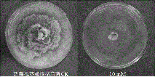 Application of denatonium benzoate in preparing bactericide for preventing and controlling plant diseases caused by phytopathogen