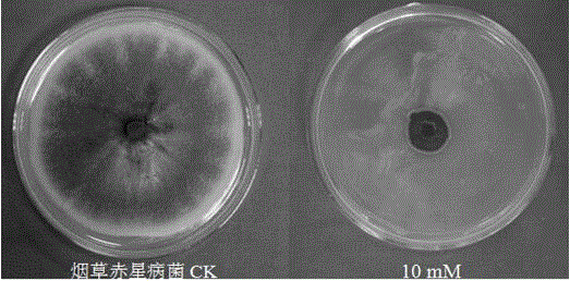 Application of denatonium benzoate in preparing bactericide for preventing and controlling plant diseases caused by phytopathogen