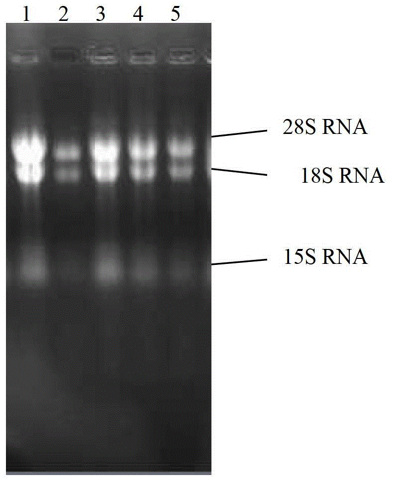 Cordyceps cytidine deaminase, coding gene and application thereof