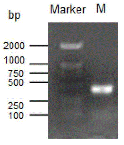 Cordyceps cytidine deaminase, coding gene and application thereof