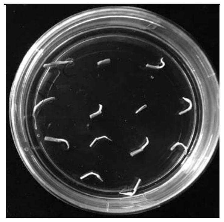 Regeneration culture method of saussurea involucrata