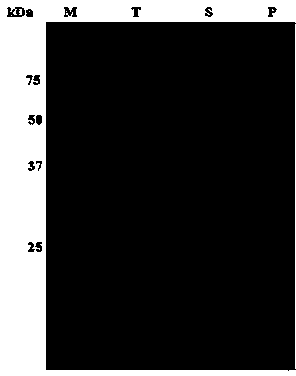 Method for loading tumor antigen peptide to dendritic cell (DC) in targeting manner