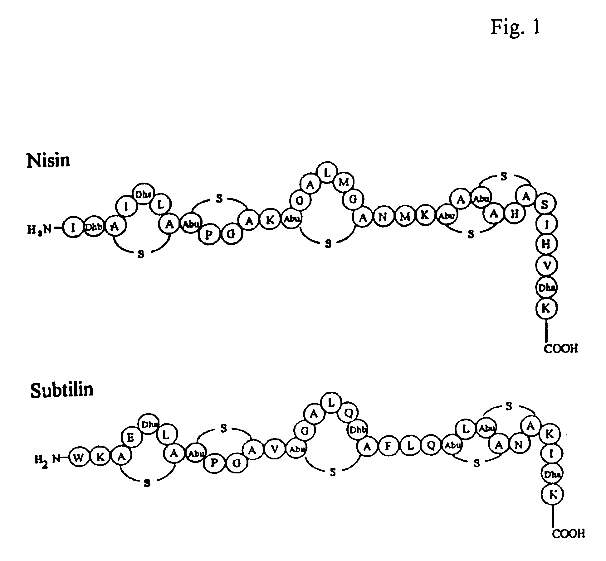 Export and modification of (poly)peptides in the lantibiotic way