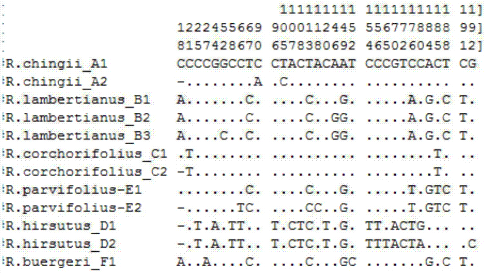 Method for identifying traditional she medicine Rubi Radix et Rhizoma original plant and congeneric similar confusable species thereof on the basis of ITS2 sequence gene fragments