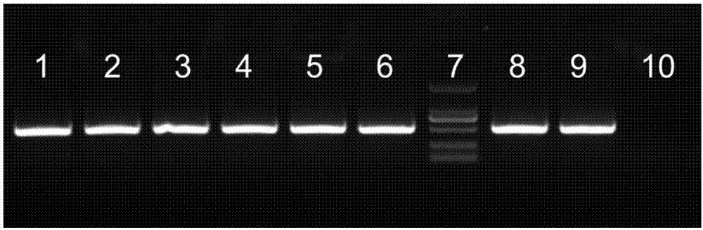 Method for identifying traditional she medicine Rubi Radix et Rhizoma original plant and congeneric similar confusable species thereof on the basis of ITS2 sequence gene fragments