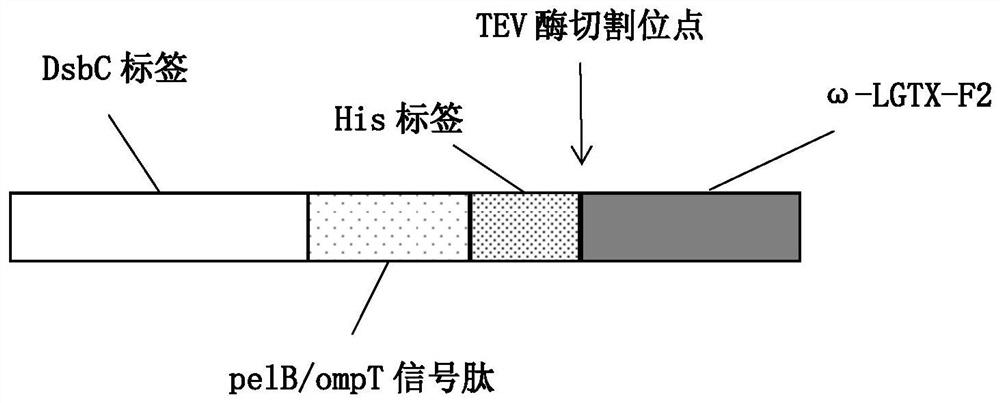 Plasmid for efficiently expressing polypeptide toxin as well as preparation method and application of plasmid