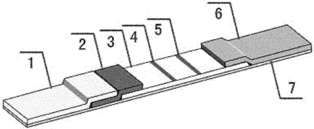 Sildenafil monoclonal antibody and colloidal gold chromatography test strip used for detecting sildenafil