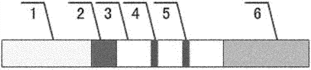 Sildenafil monoclonal antibody and colloidal gold chromatography test strip used for detecting sildenafil