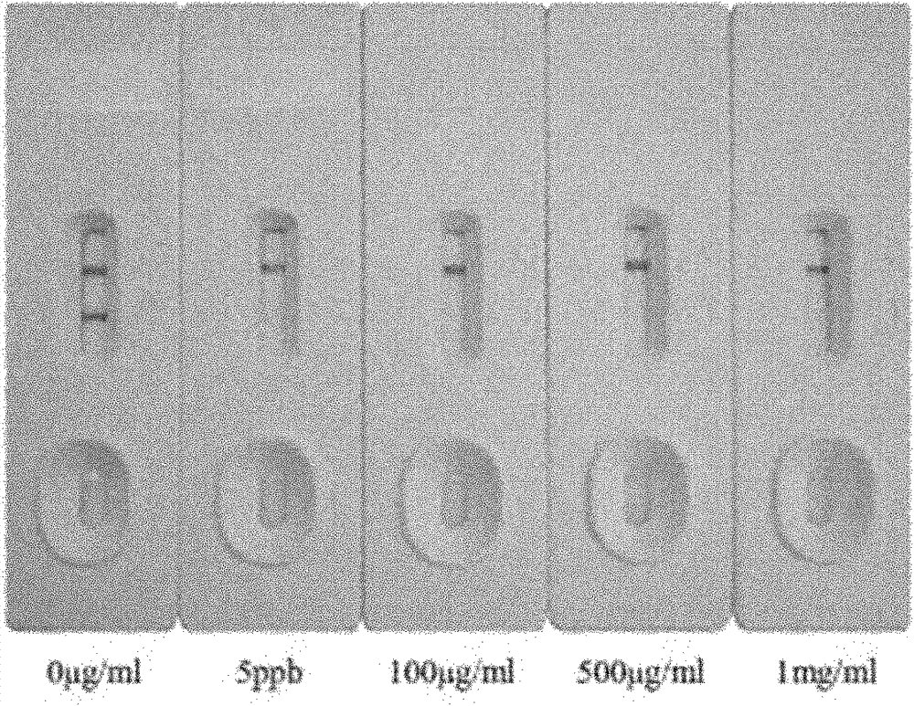 Sildenafil monoclonal antibody and colloidal gold chromatography test strip used for detecting sildenafil