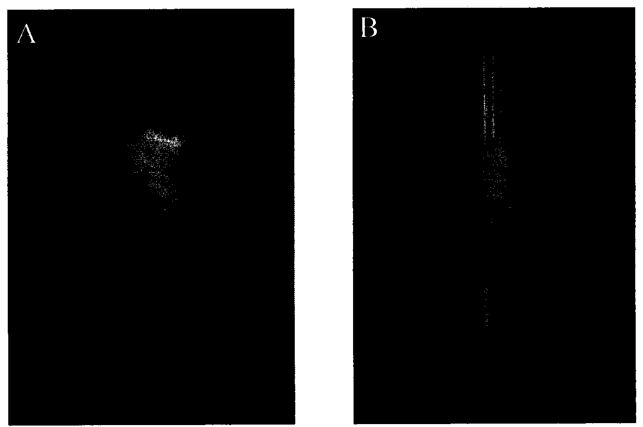 Hair follicle stem cell separation culture method