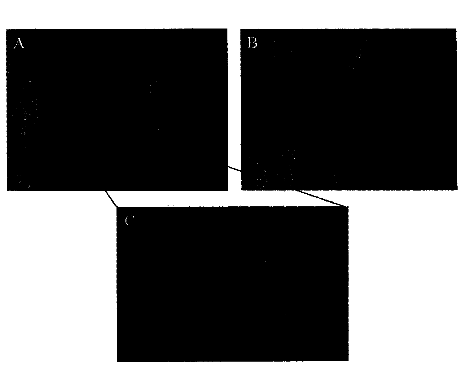 Hair follicle stem cell separation culture method