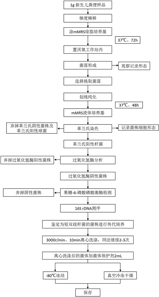 Bifidobacterium breve and application thereof in preparing conjugated linoleic acid or conjugated linolenic acid