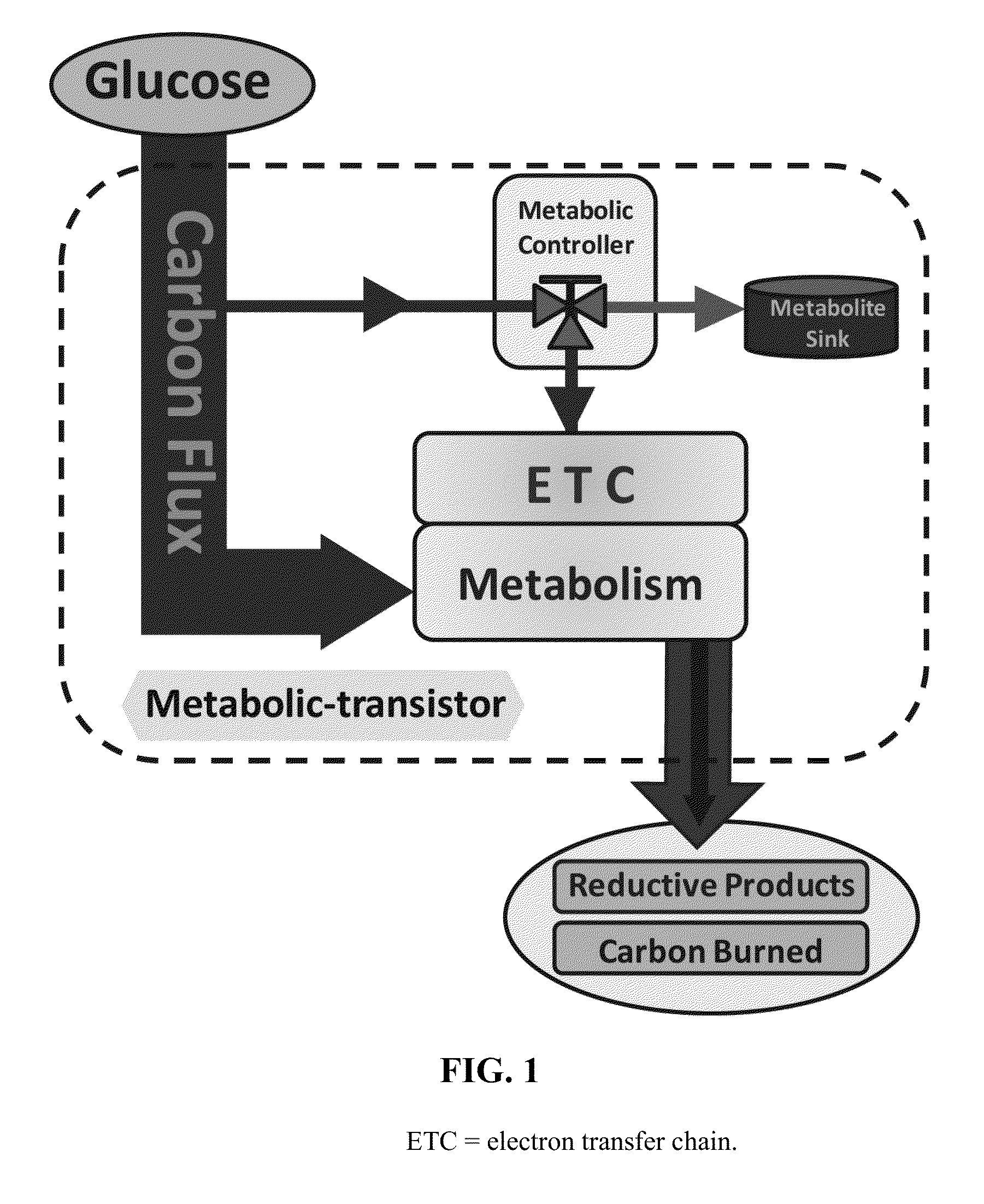 Metabolic transistor in bacteria